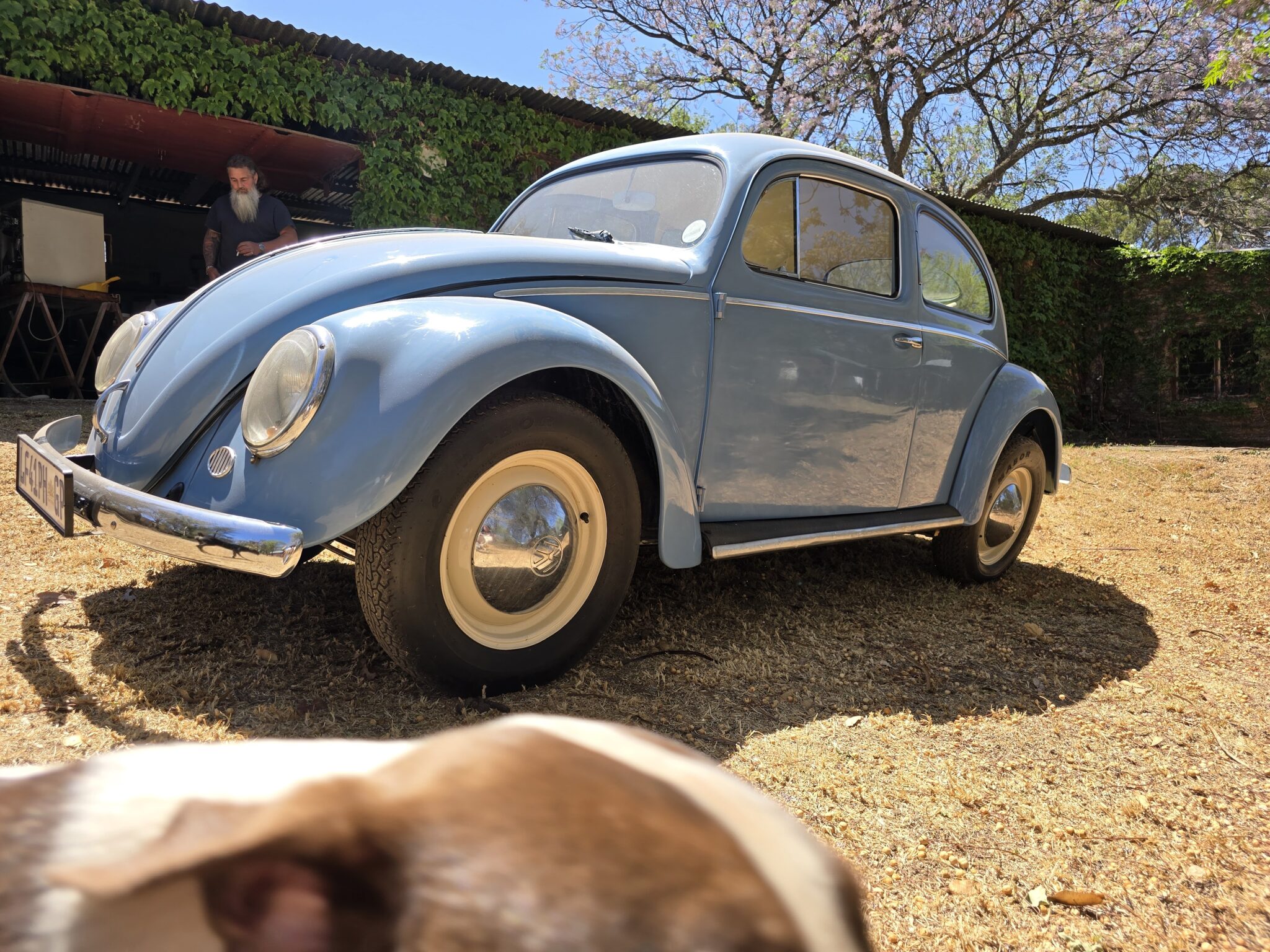 1956 Volkswagen Oval Beetle